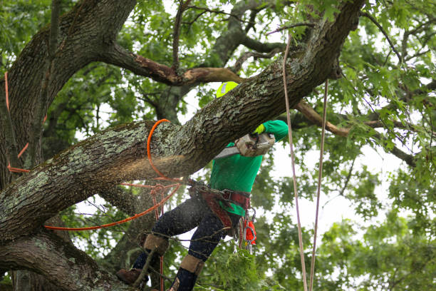 Best Tree and Shrub Care  in Fayette, IA