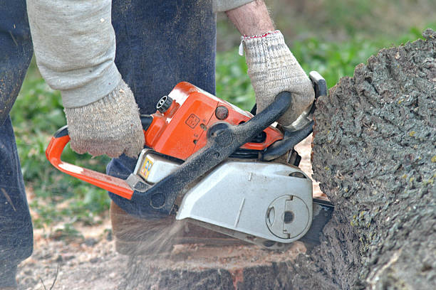 Professional Tree Services in Fayette, IA