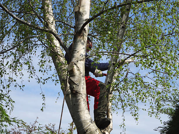 Best Emergency Tree Removal  in Fayette, IA